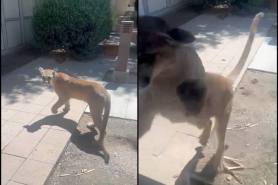 mountain lion at Arizona hospital