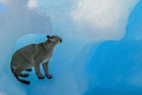 mountain lion on an iceberg