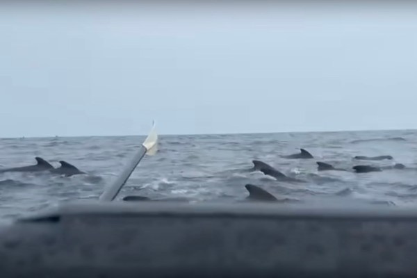 ocean rower swarmed by whales