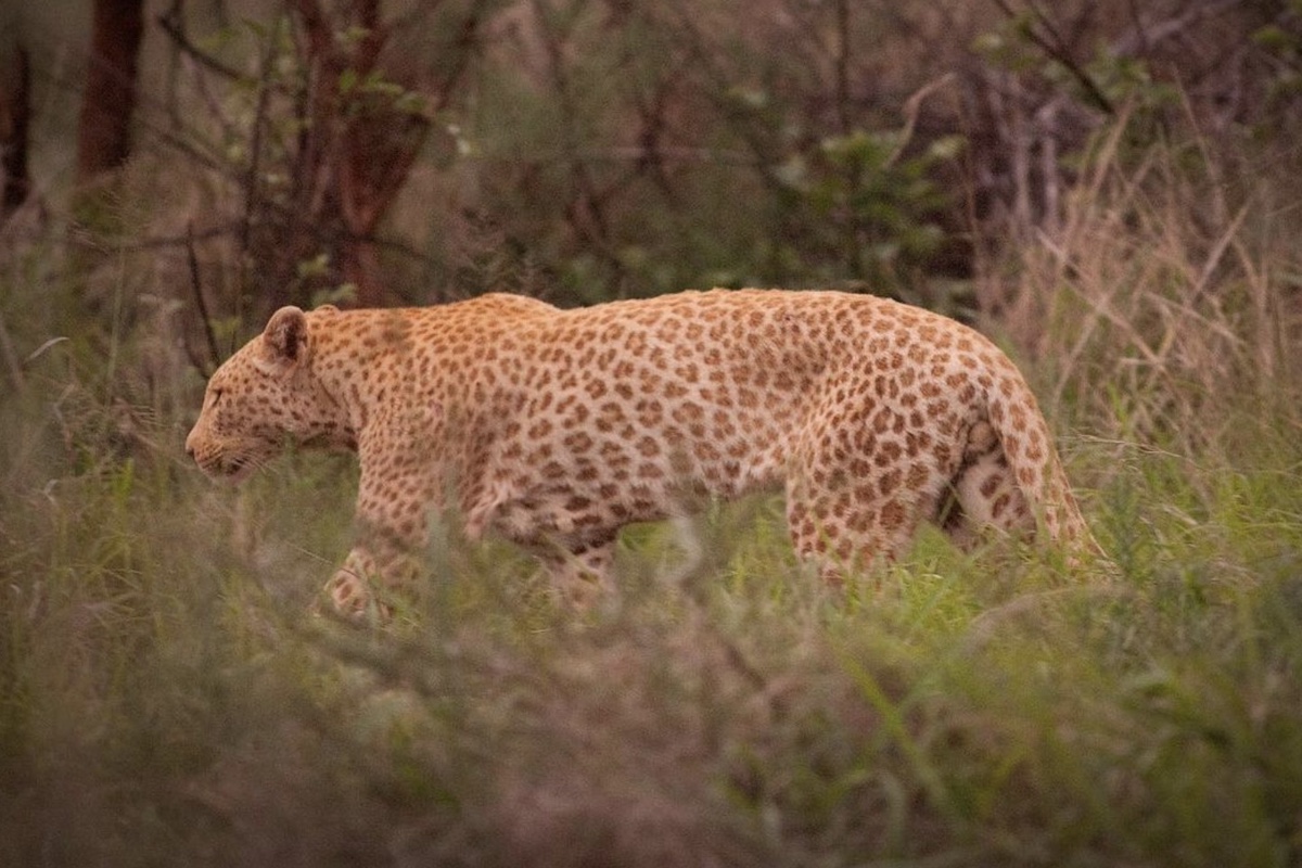 pink leopard