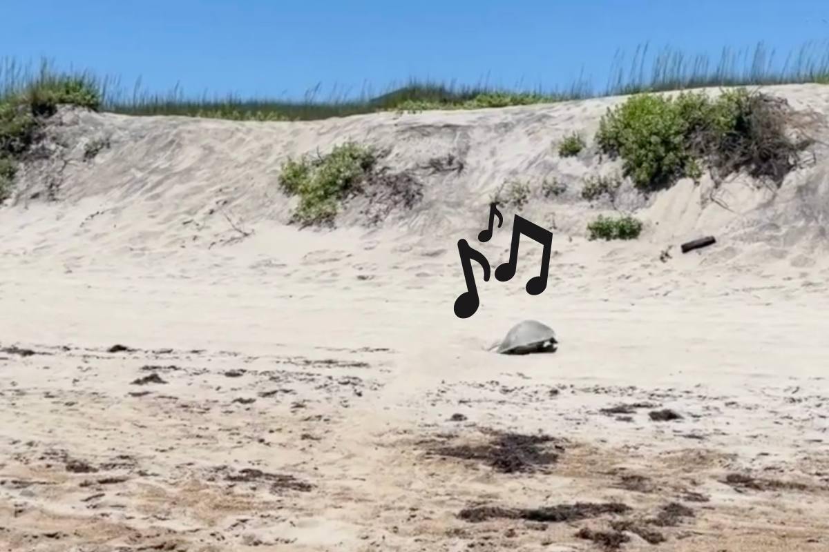 sea turtle dancing