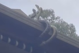 snakes fighting on a roof australia