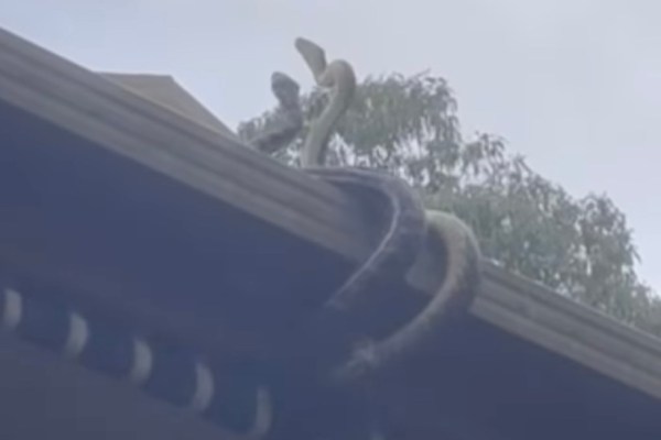 snakes fighting on a roof australia