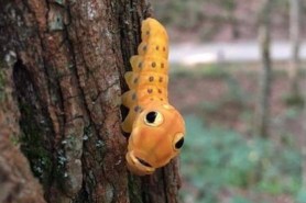 spicebush swallowtail caterpillar