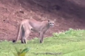 Florida panther backyard Naples