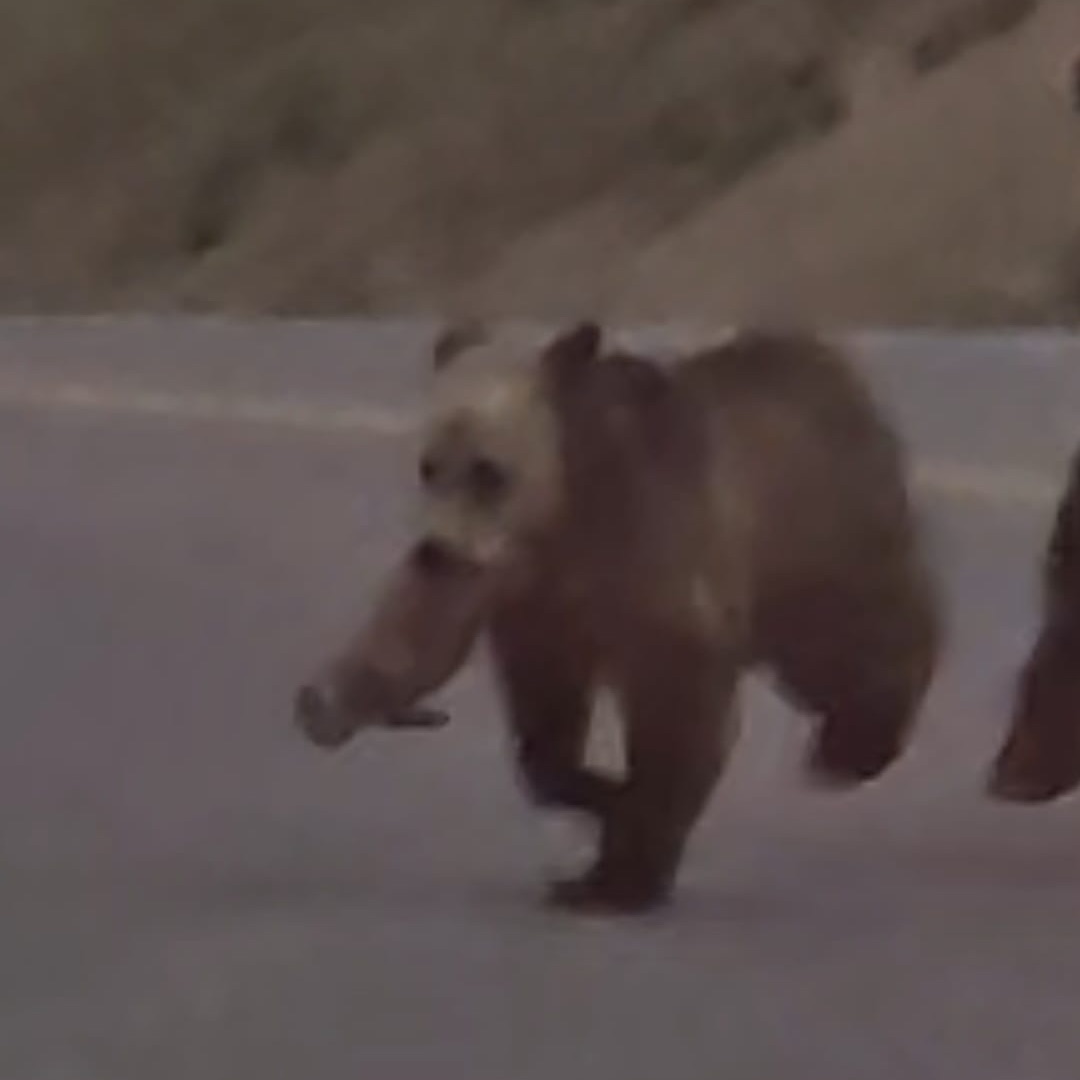 grizzly bear family fighting 2